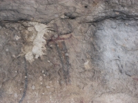 Rio Grande Pictographs